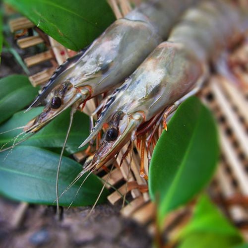 Sustainable seafood
